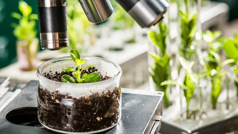 fitomejoramiento|uva-grapes-fitomejoramiento